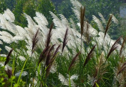 中藥材白茅花的功效與作用及其白茅花圖片! 白茅花的生長(zhǎng)環(huán)境