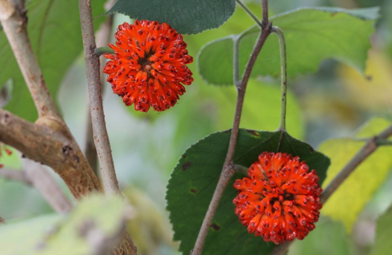 楮實(shí)子的用法用量