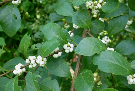 白飯樹根的生長環(huán)境