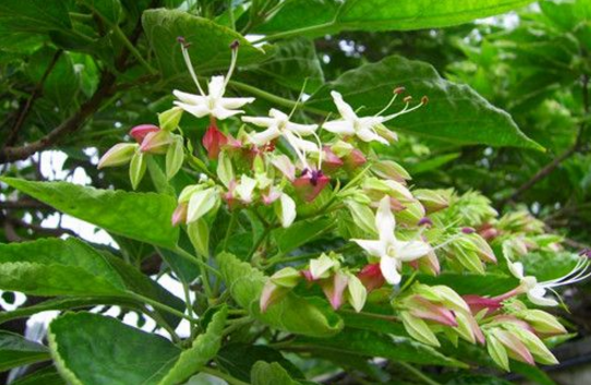 中藥臭梧桐葉的圖片形態(tài)及其功效與作用! 中藥臭梧桐葉的功效與作用