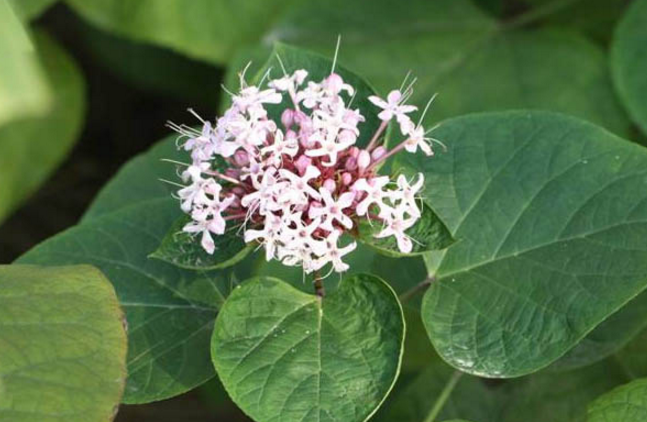 中藥臭梧桐葉的生長環(huán)境及其分布