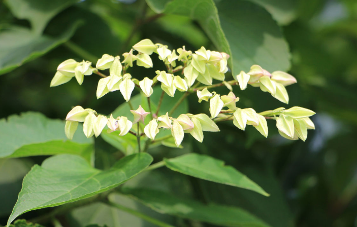 中藥臭梧桐葉的炮制方法