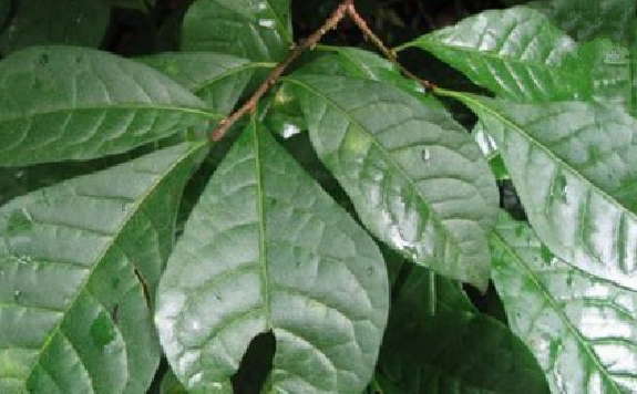 臭山羊的圖片特征