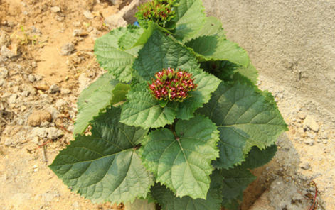 臭牡丹根的形態(tài)特征