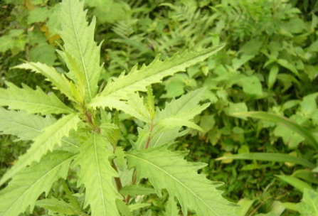 臭草的性狀鑒別