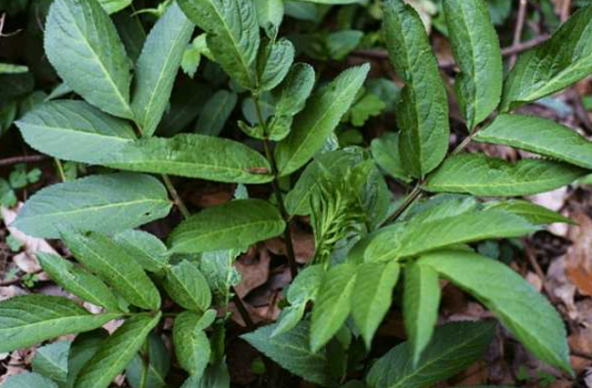 臭草的藥理作用