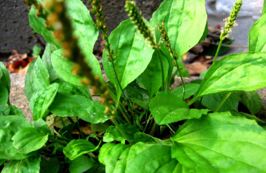 中藥方劑車前子飲的配方組成及車前子飲的功能主治! 中藥車前子飲