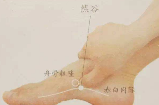 咽喉老痛怎么辦?中醫(yī)教你如何按摩然谷穴治療咽喉腫痛。 按摩然谷穴