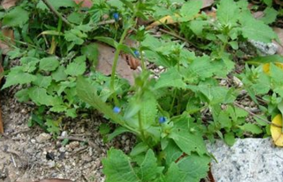 中藥材蟲牙藥的圖片