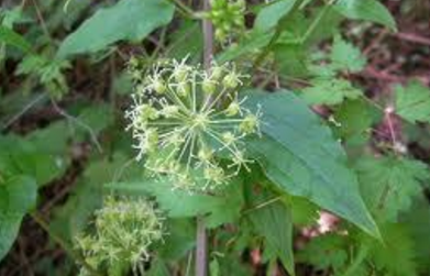 蟲牙藥的功效與作用