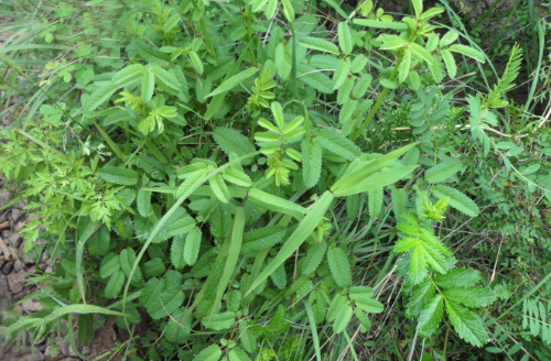 蟲蓮的生境分布