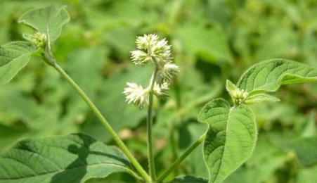 中藥方劑當(dāng)歸活血丸的藥材介紹以及功效作用! 中藥牛膝