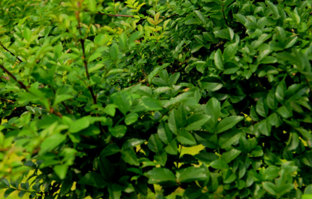 中藥對節(jié)葉的圖片形態(tài)及其功效與作用! 對節(jié)葉的用法