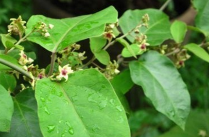 中藥斷節(jié)參的圖片形態(tài)及其功效與作用! 斷節(jié)參的植物形態(tài)