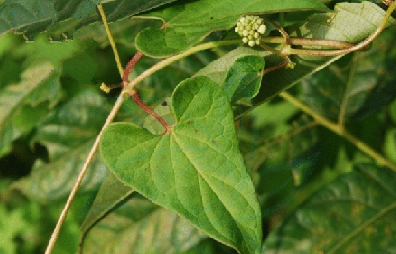 中藥斷節(jié)參的圖片形態(tài)及其功效與作用! 斷節(jié)參的用法