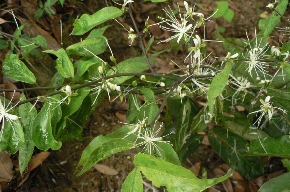 獨(dú)行千里的別名