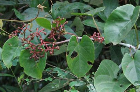 獨腳烏桕的用法