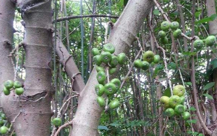 中藥獨腳烏桕的圖片形態(tài)及其功效與作用! 獨腳烏桕的植物形態(tài)