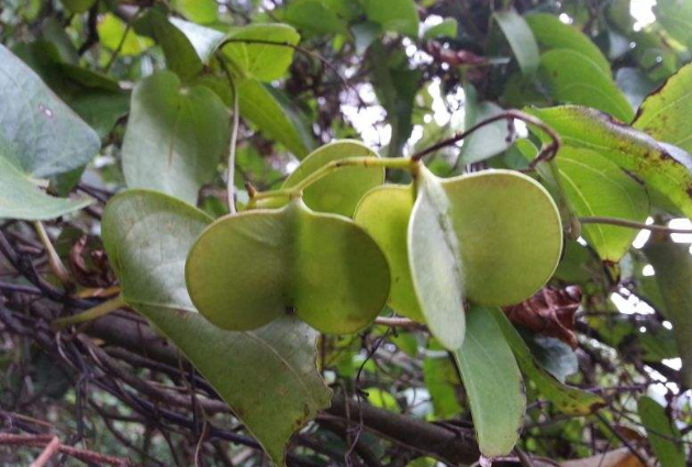 中藥獨腳烏桕的圖片形態(tài)及其功效與作用! 中藥獨腳烏桕的圖片