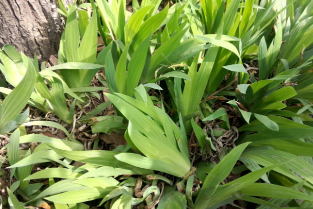 中藥豆豉草的圖片別名及其功效與作用! 豆豉草的附方應(yīng)用