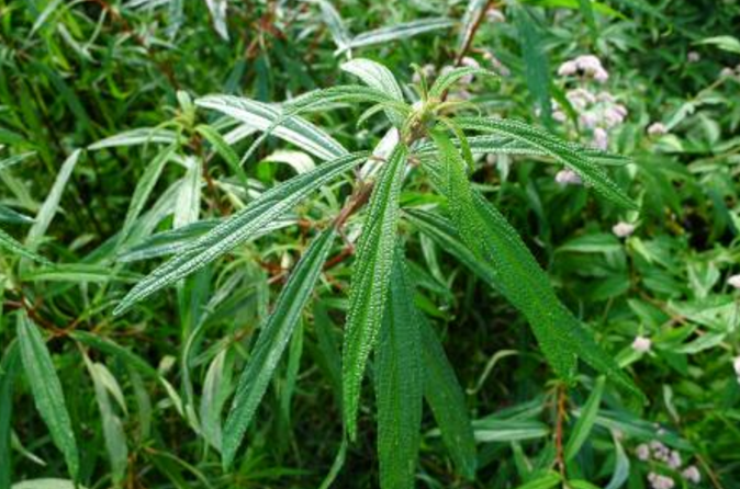 冬里麻的功效與作用