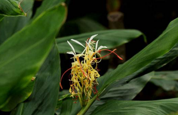 草果藥的用法及用量