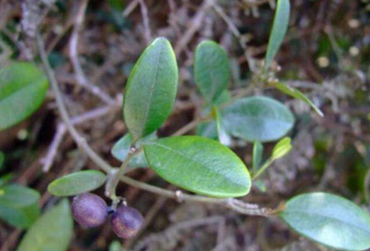 阿利藤的生長環(huán)境及其分布