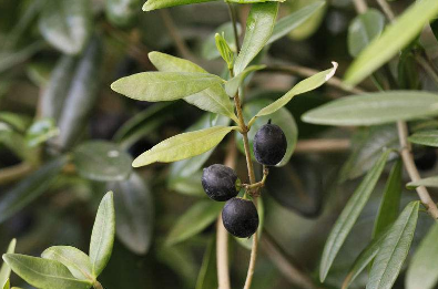 阿利藤的原植物形態(tài)特征