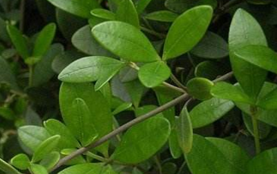 中藥阿利藤的圖片