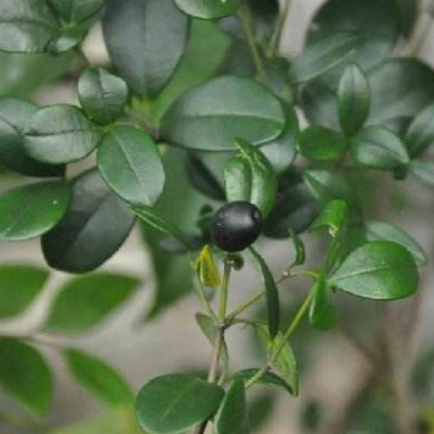 中藥阿利藤的圖片形態(tài)及