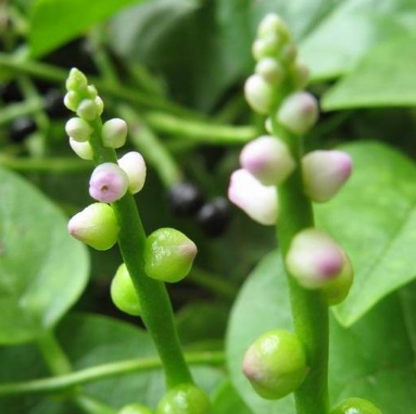 中藥落葵花的圖片別名及