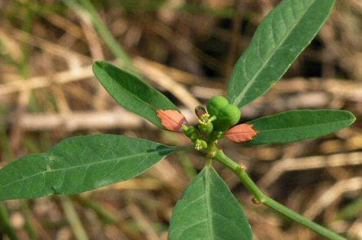 葉象花的功效與作用