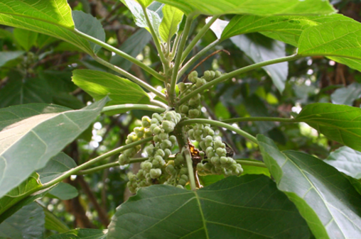 中藥丟了棒的圖片別名及其功效與作用! 丟了棒的別名