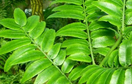 中藥定心散的圖片別名及其功效與作用! 定心散的功效與作用