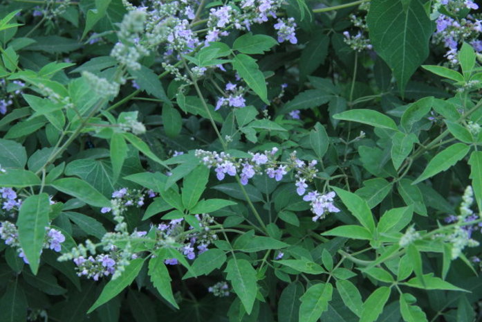 中藥牡荊瀝的藥材性狀及其功效與作用! 牡荊瀝的圖片