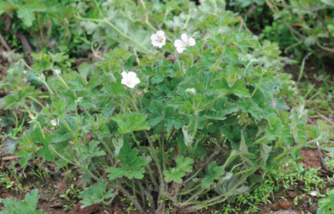 赤地榆孕婦能吃嗎?