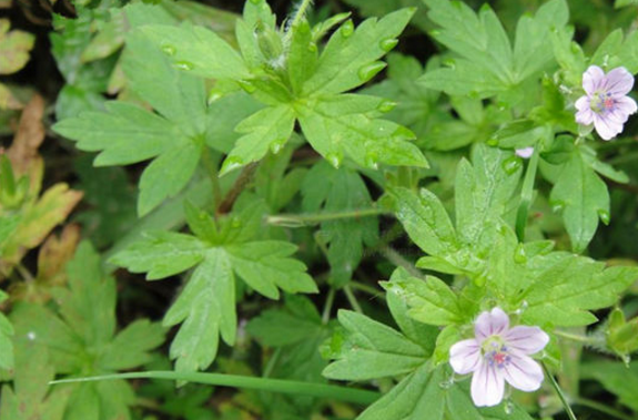 赤地榆孕婦能吃嗎?它的功效與作用有哪些呢? 赤地榆的鑒別方法