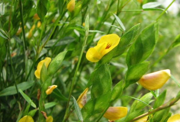 丁癸草的植物形態(tài)