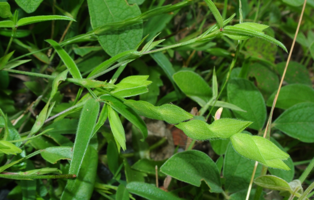 中藥丁癸草的圖片