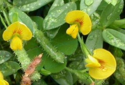 丁癸草的功效與作用