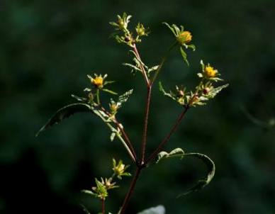 狼把草和鬼針草的圖片區(qū)別