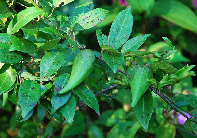 中藥武靴藤可治糖尿病?看專家?guī)憬庾x武靴藤的功效與作用!