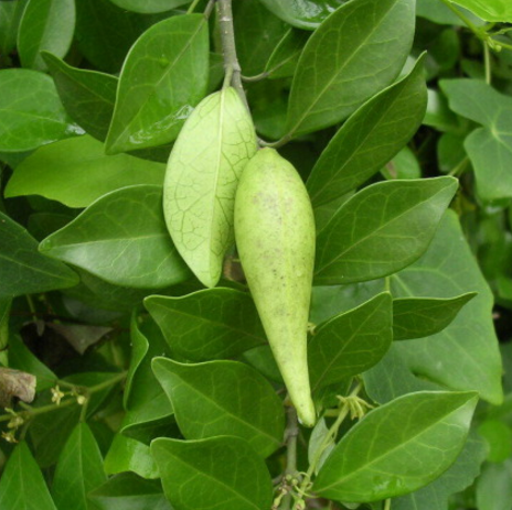 中藥武靴藤的圖片形態(tài)及