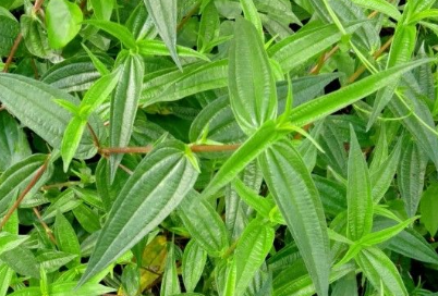 糯米藤的培育方法