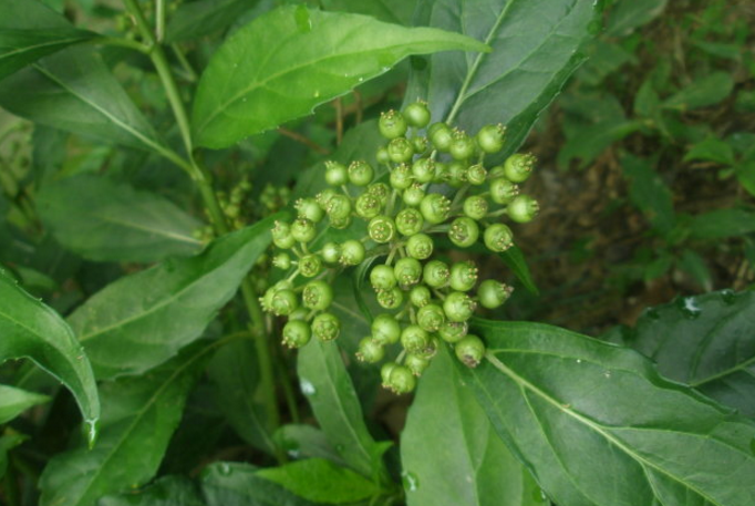 中藥滇常山的圖片形態(tài)及其功效與作用!