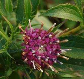 中藥方劑阿膠白術散的配