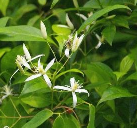 中藥方劑二仙四物湯的配