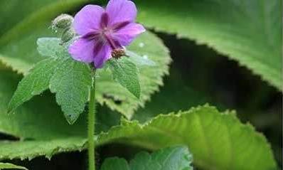 腸胃積熱用什么方法來治療！