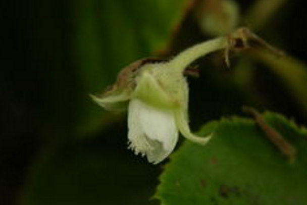 中藥地五泡藤的圖片形態(tài)及其藥用價值! 地五泡藤的功效與作用