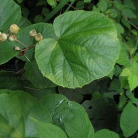 中藥地五泡藤的圖片形態(tài)